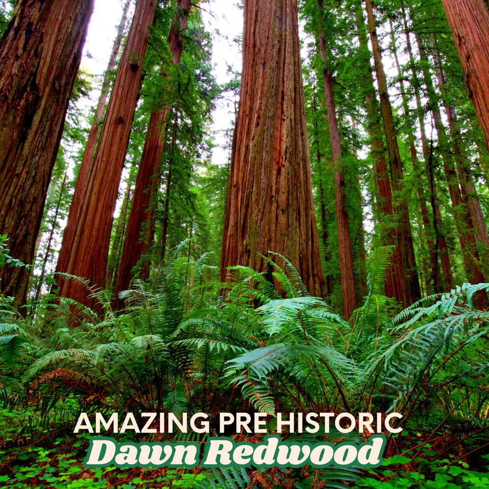 2 Dawn Redwood Trees - Metasequoia glyptostroboides - 2–3 ft Bare Root - Fast Gr - Image 2 of 3