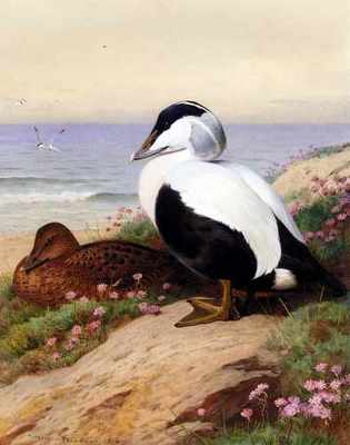 Blechschild Thornburn Archibald Gemeine Eider Enten A4 12x8 Aluminium