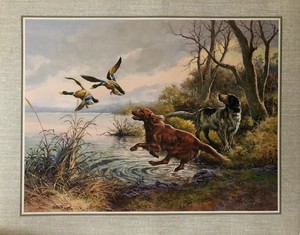 irish setter hunting