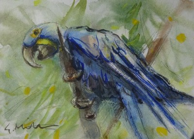 GERRY MILLER. Aquarell. 'Macaw''.Ohne Rahmen. 18x13cm.