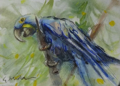 GERRY MILLER. Aquarell. 'Macaw".Ohne Rahmen. 18x13cm. - Bild 1 von 3
