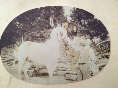 Antique Photography (?) D'un Homme Presentant Un Cheval - 1860 - Laminated