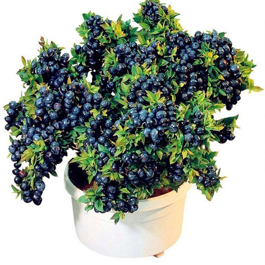 mini lavender plant Artificial Potted Lavender Plants (Set of 2) – 35 cm main image 1