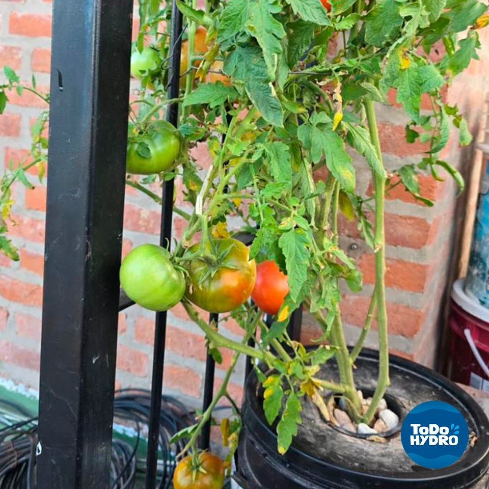 Grow Pot Original 5gal x4 DWC Hydro Bucket Kit with Air Pump, Nutrients & More - Image 3 of 4