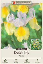 Apollo Dutch Iris 20 Bulbs - Multiply Rapidly - NEW - 8/9 cm Bulbs