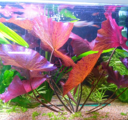 Red Tiger Lotus – Live Aquarium Plant – Easy Care – Vibrant Red Leaves - Picture 4 of 7
