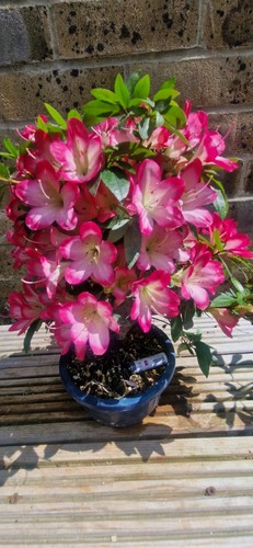 SEIDAI Satsuki Azalea Bonsai - Picture 5 of 5