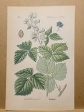 1886 ANTIQUE LITHOGRAPH ILLUSTRATION BOTANY FLOWER FLORA NATURE DECOR PICTURE...