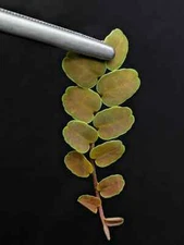 Marcgravia sp brown peru #2 [10-leaf cutting] terrarium plant