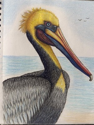 Original Colored Pencil Realism Pelican Bird Drawing on Paper, Small