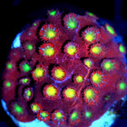 Corals of Eden ~ WYSIWYG Live Coral Frag ~ Bling Bling Cyphastrea ~ LPS — photo 6