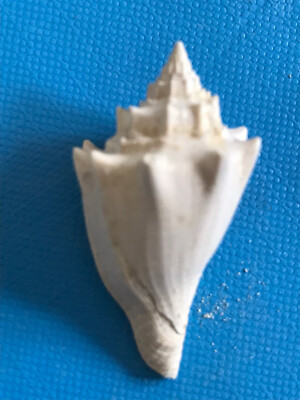 ATHLETA LEDONI Fossil Shell Gastéropode Lutetien Pariser Becken