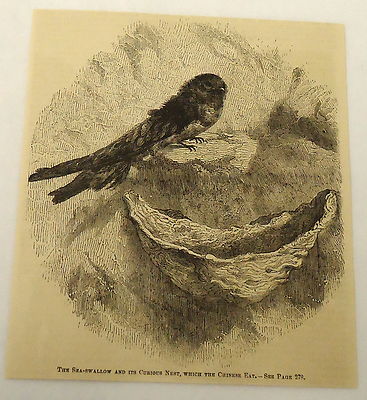 1882 magazine engraving ~ SEA SWALLOW AND ITS NEST 