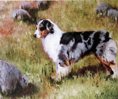 Blue Merle Australian Shepherd pet Dog Notecards Set - 6 Note Blank Note Cards