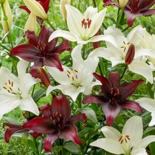 4   BLACK TIE Asiatic Lily Live Flower Bulbs  - Perennial  " FALL  SHIPPING "