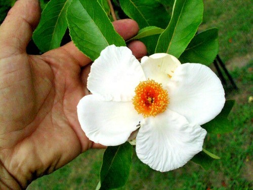20 FRANKLIN TREE SEEEDS - Franklinia alatamaha - 第 1/9 張圖片