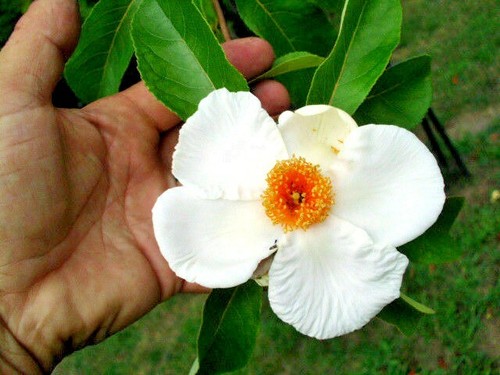 20 FRANKLIN TREE SEEDS - Franklinia alatamaha - Afbeelding 1 van 9