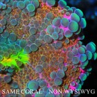 COE~ NON WYSIWYG Live Coral ~ Cotton Candy Rainbow Bounce Yuma Mushroom - .5'' — photo 2