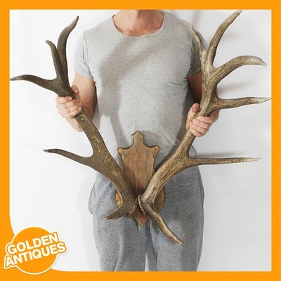 Großer Rothirsch Hirsch 12-Punkt Geweih Innendeko Taxidermie Wandmontage Plaqu