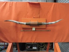 MOUNTED STEER BULL  HORNS  5' 4" tip to tip #427 BULL HORN LONGHORN