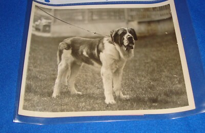 Vintage Photograph 1930's Dog Show Press Photograph 8'' X 10'' Saint Bernard