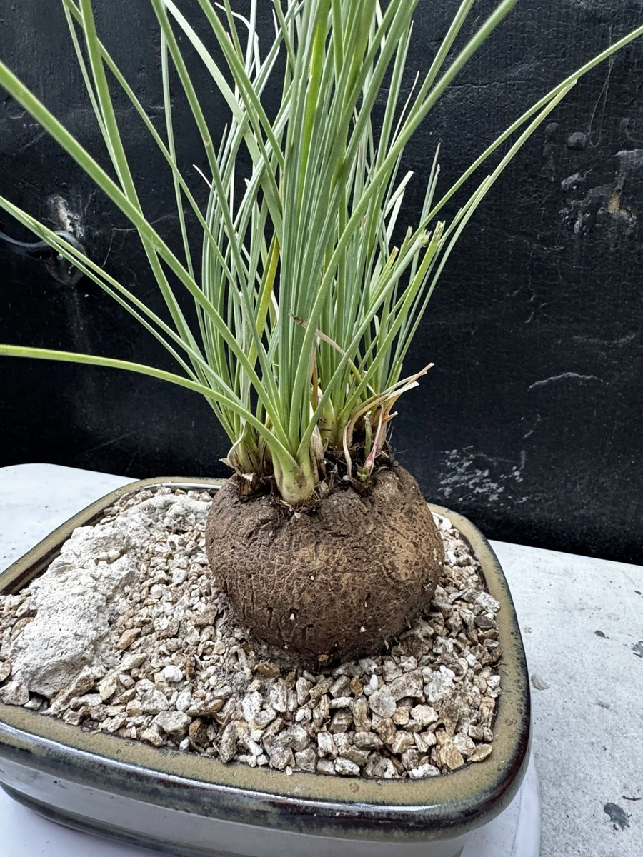 Ponytail Palm Beaucarnea Houseplants for sale | eBay