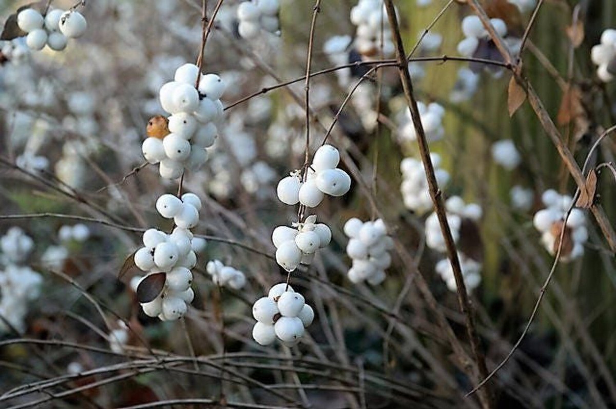 10 Semillas de Mollis Symphoricarpos Flor Blanca Rosa Arbusto Snowberry  Rastrero Enano, image size:1200x798