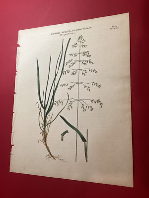 R.W. Dickson Hand Colored Botanical Flower Original c. 1805 Smooth Meadow Grass