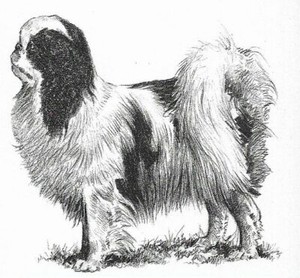 Japanese Spaniel (Chin) - CUSTOM MATTED - 1976 Vintage Dog Art Print - Cozzaglio
