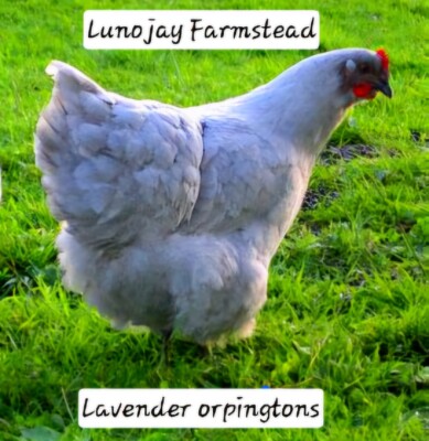 6 + Lavender Orpington Hatching- Eggs- 