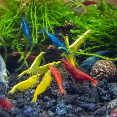 Lot De 10 Crevettes Neocaridina Plusieurs Couleurs Aquarium Poissons Plantes - Photo 1/4