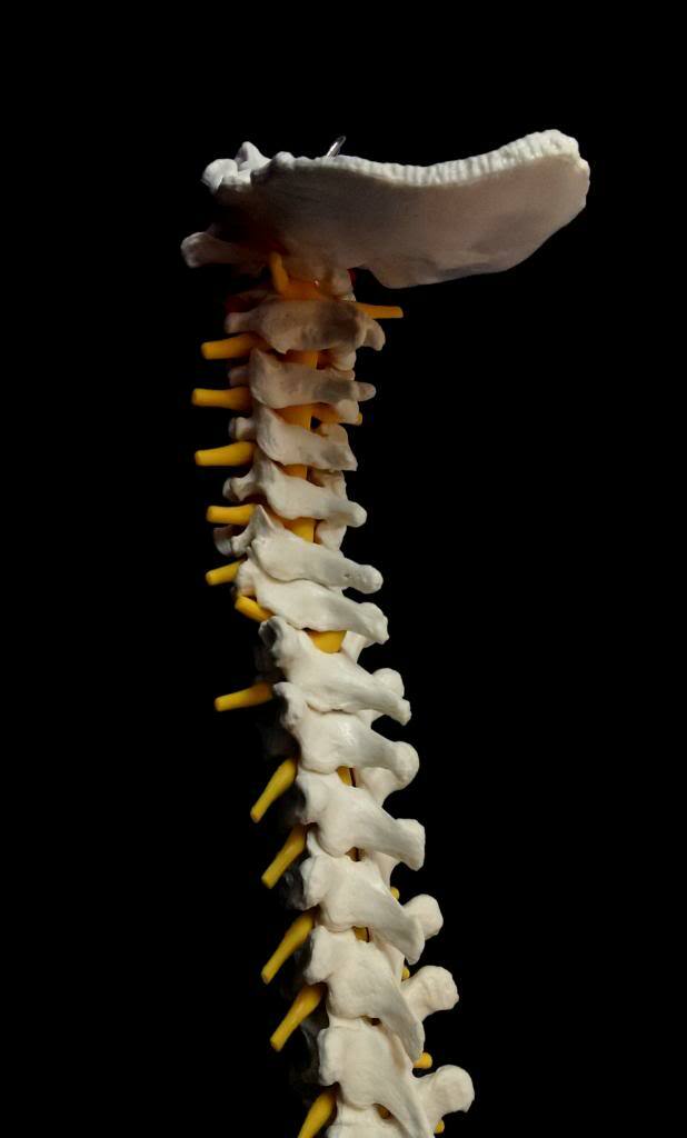 NEW Professional Human Spine Model, Flexible, Medical, Anatomical Spine Model UK eBay