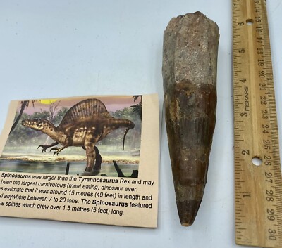 Spinosaurus 5 1/2  Tooth Dinosaur Fossil before T Rex Cretaceous AC2