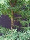 Japanese Larch Bonsai Tree- curvy trunk- nice branching! — photo 6