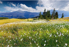 8x6ft Vinyl Summer Landscape Backdrops for Photography Background Blooming Flowe