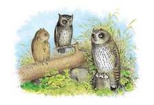Short-Eared Owl and Screech Owl Theodore Jasper Poster Print