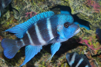 Cyphotilapia Frontosa Mpimbwe Blue Lake Tanganyika Cichlid Ebay