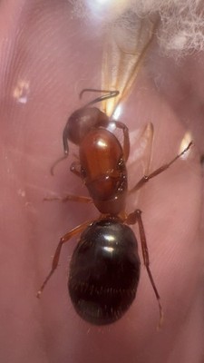 Test Tube for Florida Carpenter Ant Queen, Camponotus Floridanus! WITH EGGS
