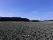 Photo 6x4 Field of ripening wheat SW of Manor Barns The Wyke  c2021