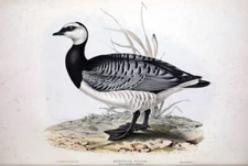 1837 John Gould - Bernicle Goose Anser leucopsis -  13x19 Excellent Print  