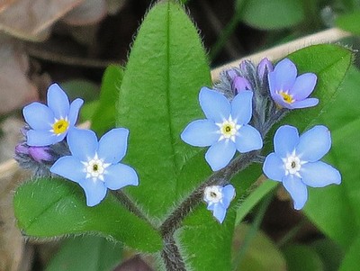 Photo 6x4 Forget-me-not (Myosotis sp) Rothes These flowers are a more con c2017