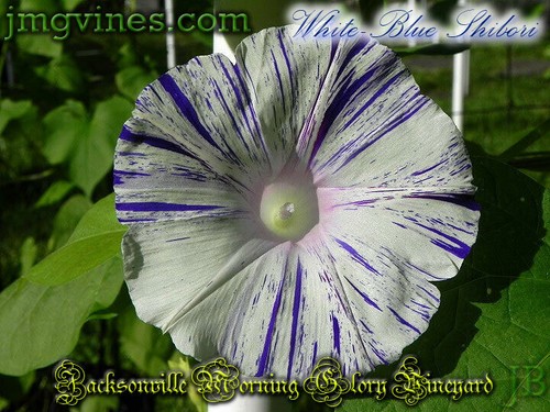 White-Blue Shibori Ipomoea Purpurea Morning Glory 10 Qty - Picture 5 of 6