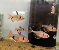 Serpae Tetra Tank-Raised Live Arrival Guarantee Overnight Shipping