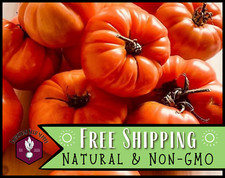 500 Tomato Seeds Beefsteak Vegetable Gardening Seed, Heirloom, Non-GMO, USA