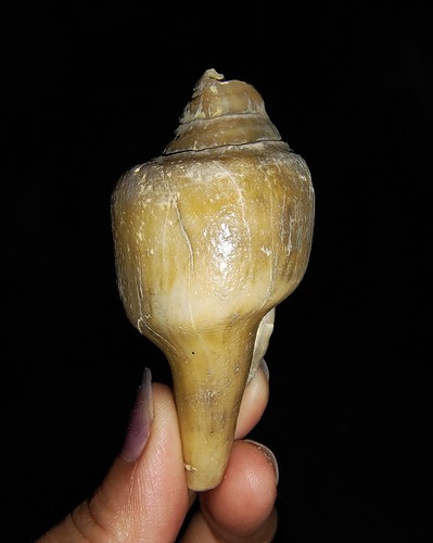 FÓSIL DE CAPARAZÓN DE MAR, GASTROPODA FASCIOLARIDAE, DE JAVA, INDONESIA, 67 MM - Imagen 2 de 6