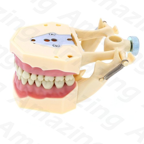 Dental Frasaco AG3 Tipo Typodont Modelo 32PC Dientes Restaurador Extraíble Atornillable - Imagen 7 de 9