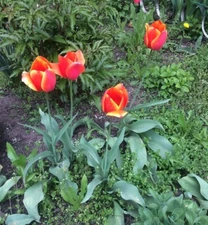 FLOWERS UKRAINE KHARKIV WAR 🌹✿🌷❀💐 photo virtual card #L005T1C by L.T