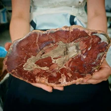 2.86LB Natural Jurassic and Cretaceous wood fossil crystal slice specimen 1.3kg