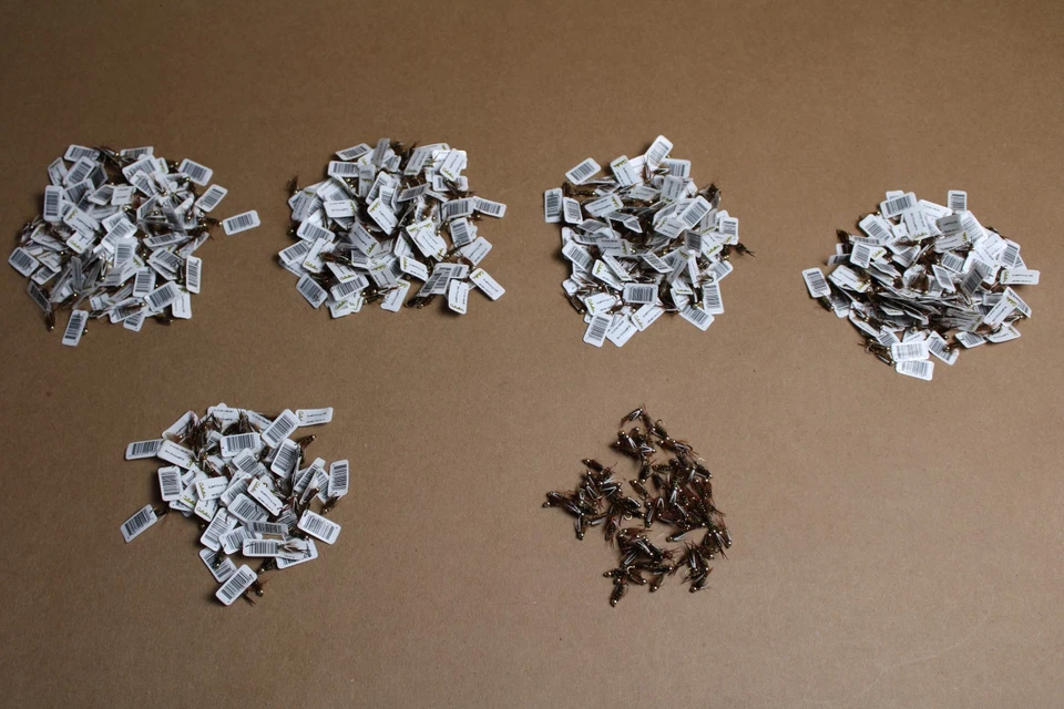 Fly Fishing Flies HUGE LOT FACTORY NEW WITH TAGS - 539 PCS RETAIL VALUE $989 - Image 2 of 4