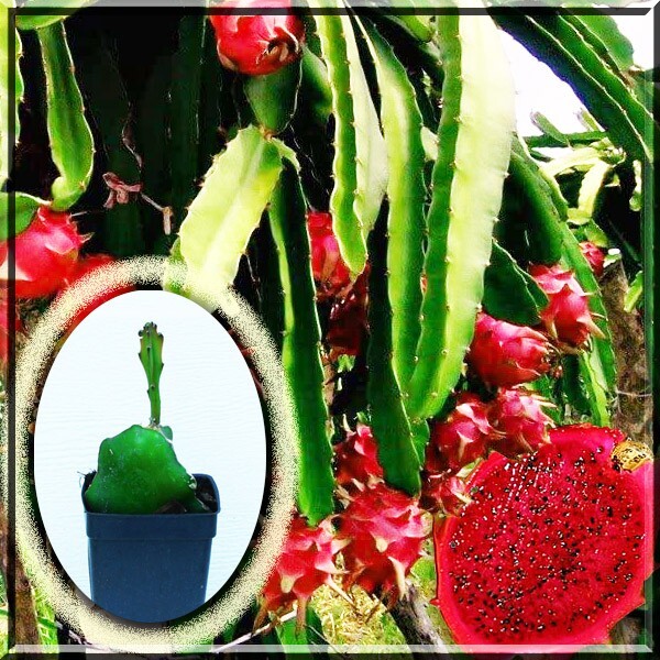 Dragon Fruit Red 2.5 in Pot